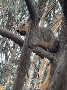 a squirrel sitting on a tree branch eating a nut