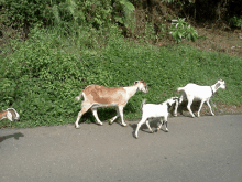 a herd of goats walking down a road