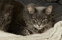 a gray cat laying on a white blanket on a couch