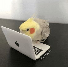 a small bird sitting on top of an apple laptop with potatopatio written on the bottom