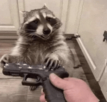 a raccoon is holding a gun in its paws while a person holds it .