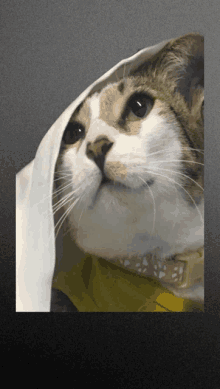 a cat wearing a yellow collar and a white scarf looks up at the camera