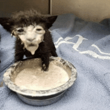 a kitten is eating from a bowl on a blue blanket