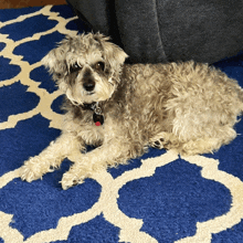 a small dog is laying on a blue rug