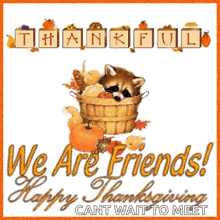 a raccoon is sitting in a basket of pumpkins with the words `` we are friends ! happy thanksgiving cant wait to meet '' .