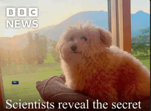 a dog is sitting on a pillow in front of a window with bbc news written on the bottom