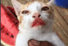 a close up of a cat 's face with a slice of watermelon in the background