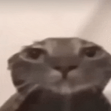 a close up of a cat 's face with a blurred background .