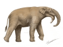 a drawing of an elephant with a large trunk and tusks .