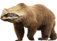 a brown bear with a frog 's head on its back