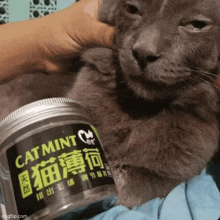 a cat is being petted next to a jar of cat mint