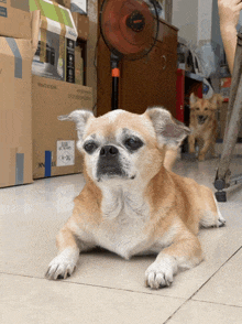 a small dog is laying on the floor in front of a box that says ' made in china ' on it