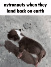 a brown and white puppy is laying on the ground with the caption astronauts when they land back on earth