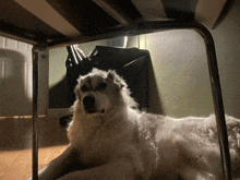 a white dog laying under a table with a bag in the background