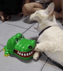 a dog is playing with a toy alligator on the floor .