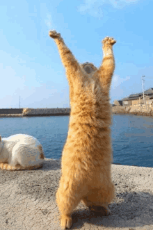 a cat is standing on its hind legs with its paws up in the air