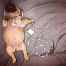 a pug puppy wearing headphones laying on its back on a bed