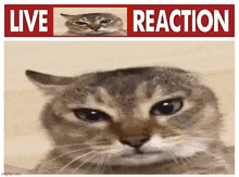 a picture of a cat with a live reaction sign above it