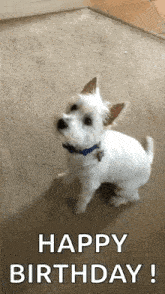 a small white dog with a blue collar is sitting on a carpet and looking up at the camera .