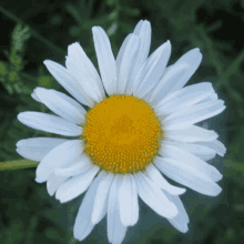 a close up of a white and yellow daisy flower