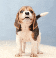 a brown and white beagle puppy is standing on a table and looking up at the camera