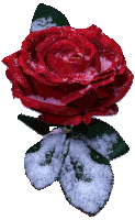 a red rose with snow on it 's petals