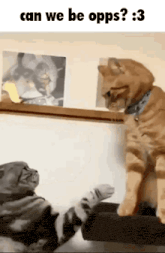 two cats are playing with each other with the caption can we be opps : 3