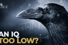a crow is standing in front of a chalkboard with math equations and the words " an iq too low " below it