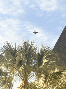 a bird is flying over a palm tree in front of a roof