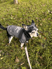 a small dog wearing a sweater that says ' shelter stalking '