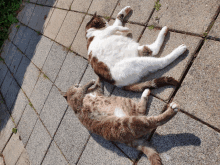 two cats are laying on their backs on the sidewalk