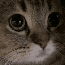 a close up of a cat 's face with big eyes .