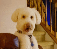 a small white dog with a blue tag on its neck is sitting on a chair in front of stairs