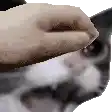 a close up of a person petting a cat 's nose .