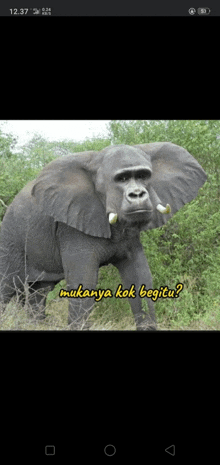 a picture of an elephant with a gorilla face and the words " mukanya kok begitu " below it