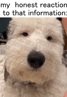 a picture of a white dog with the words my honest reaction to that information