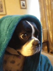 a black and white dog wrapped in a green blanket