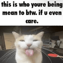 Silly Silly Cat Meme