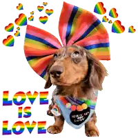 a dachshund wearing a rainbow bow and a bandana says love is love