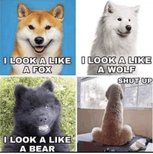 a collage of four pictures of dogs with captions that say i look a like a bear