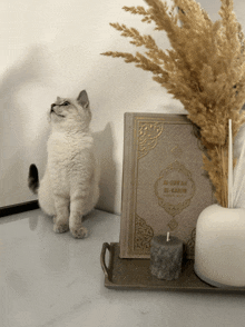 a white cat standing next to a book titled al-quran al-karim