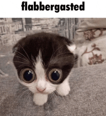 a black and white kitten with big eyes and the word flabergasted on the bottom