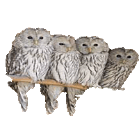 a group of owls are sitting on a tree branch