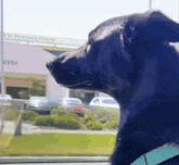 a black dog is looking out of a car window with a building in the background that says st. petersburg hospital
