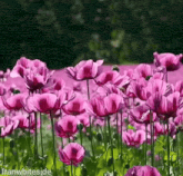 a field of purple flowers with franwhiteside written on the bottom right
