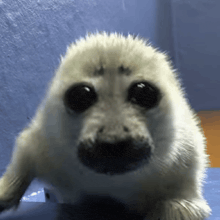 a close up of a seal looking at the camera with a blue background