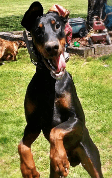 a black and brown dog with its tongue hanging out is standing on its hind legs