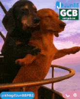 two dogs sitting on a balcony with a gcb logo on the bottom
