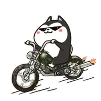 a husky is riding a motorcycle with sunglasses on