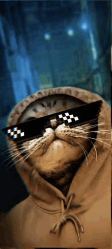 a cat wearing a hoodie and sunglasses with a checkered pattern on them